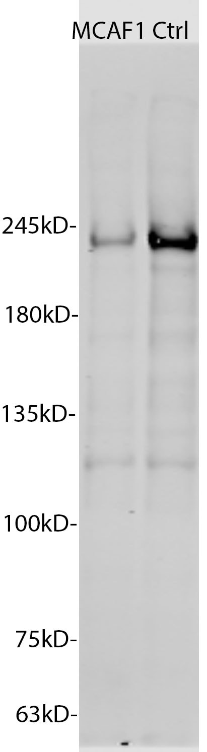MCAF1 Antibody - BSA Free NBP1-84610