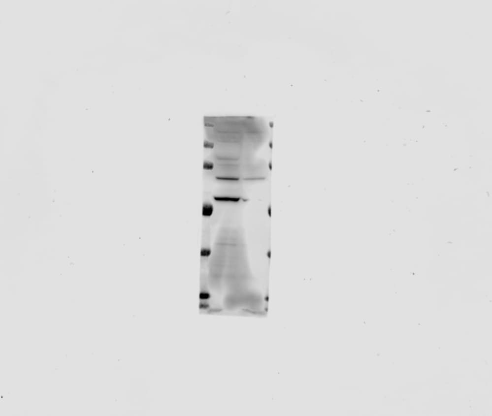 ARHGAP28 Antibody - BSA Free NBP1-84642
