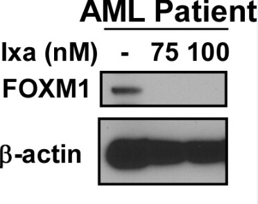 FoxM1 Antibody - BSA Free NBP1-84671