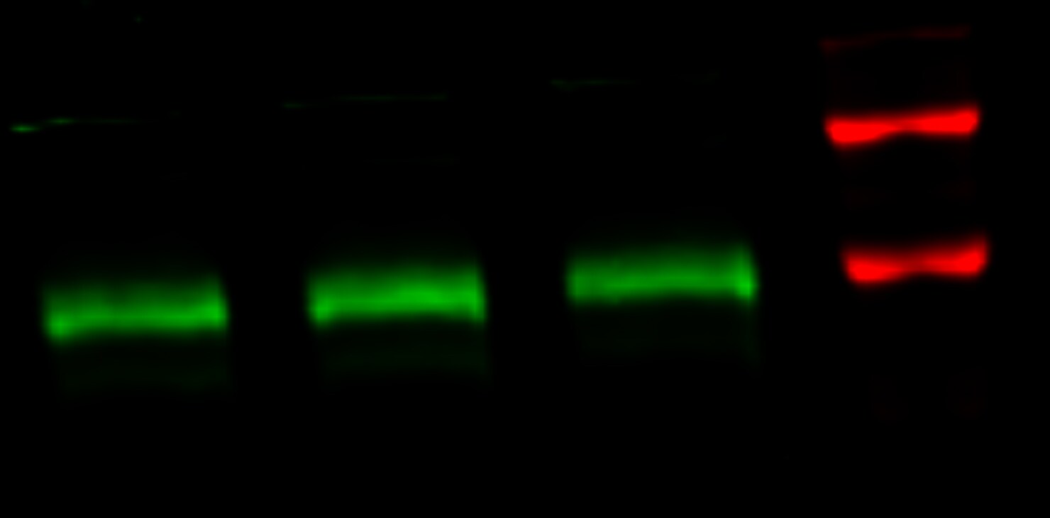FoxM1 Antibody - BSA Free NBP1-84671