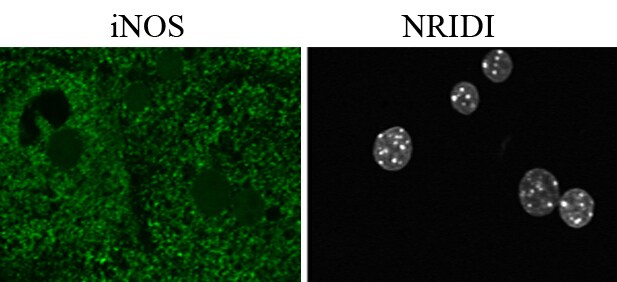 Rev-erb A alpha/NR1D1 Antibody - BSA Free NBP1-84931