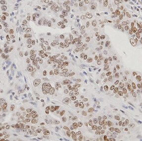 SIX5 Antibody - BSA Free NBP1-85009