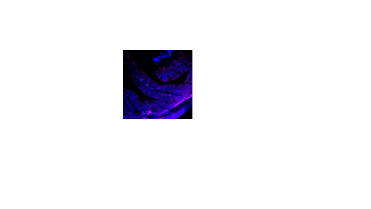 Tight Junction Protein 1 Antibody - BSA Free NBP1-85046