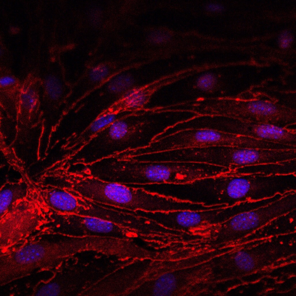 Tight Junction Protein 1 Antibody - BSA Free NBP1-85047