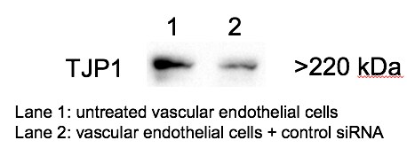 Tight Junction Protein 1 Antibody - BSA Free NBP1-85047