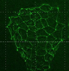 Tight Junction Protein 1 Antibody - BSA Free NBP1-85047