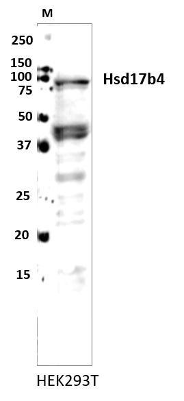 HSD17B4 Antibody - BSA Free NBP1-85296