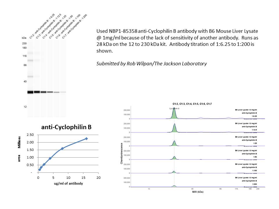 Cyclophilin B Antibody - BSA Free NBP1-85358