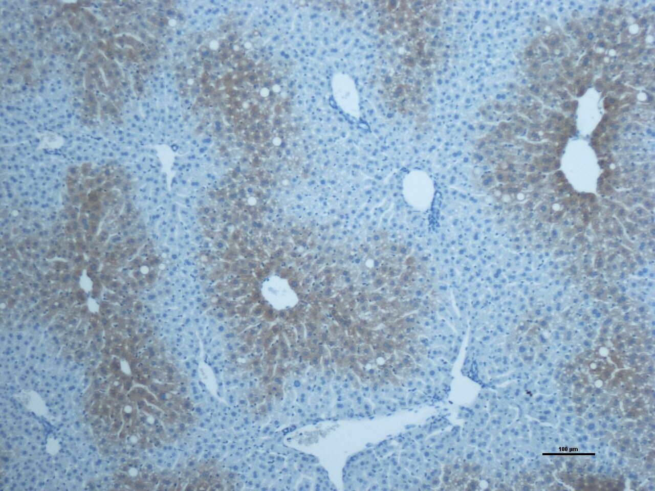 Cytochrome P450 2E1 Antibody - BSA Free NBP1-85367