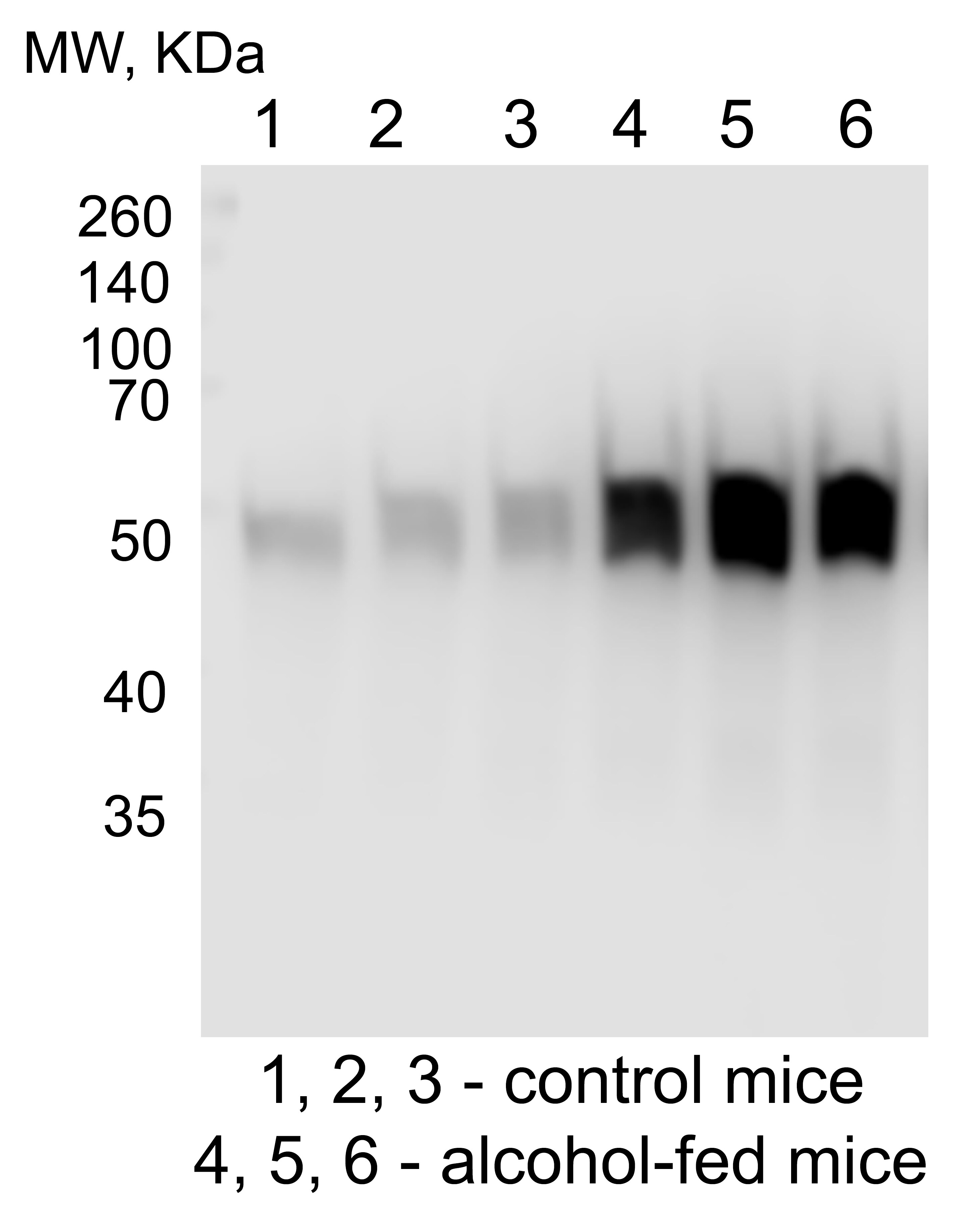 Cytochrome P450 2E1 Antibody - BSA Free NBP1-85367