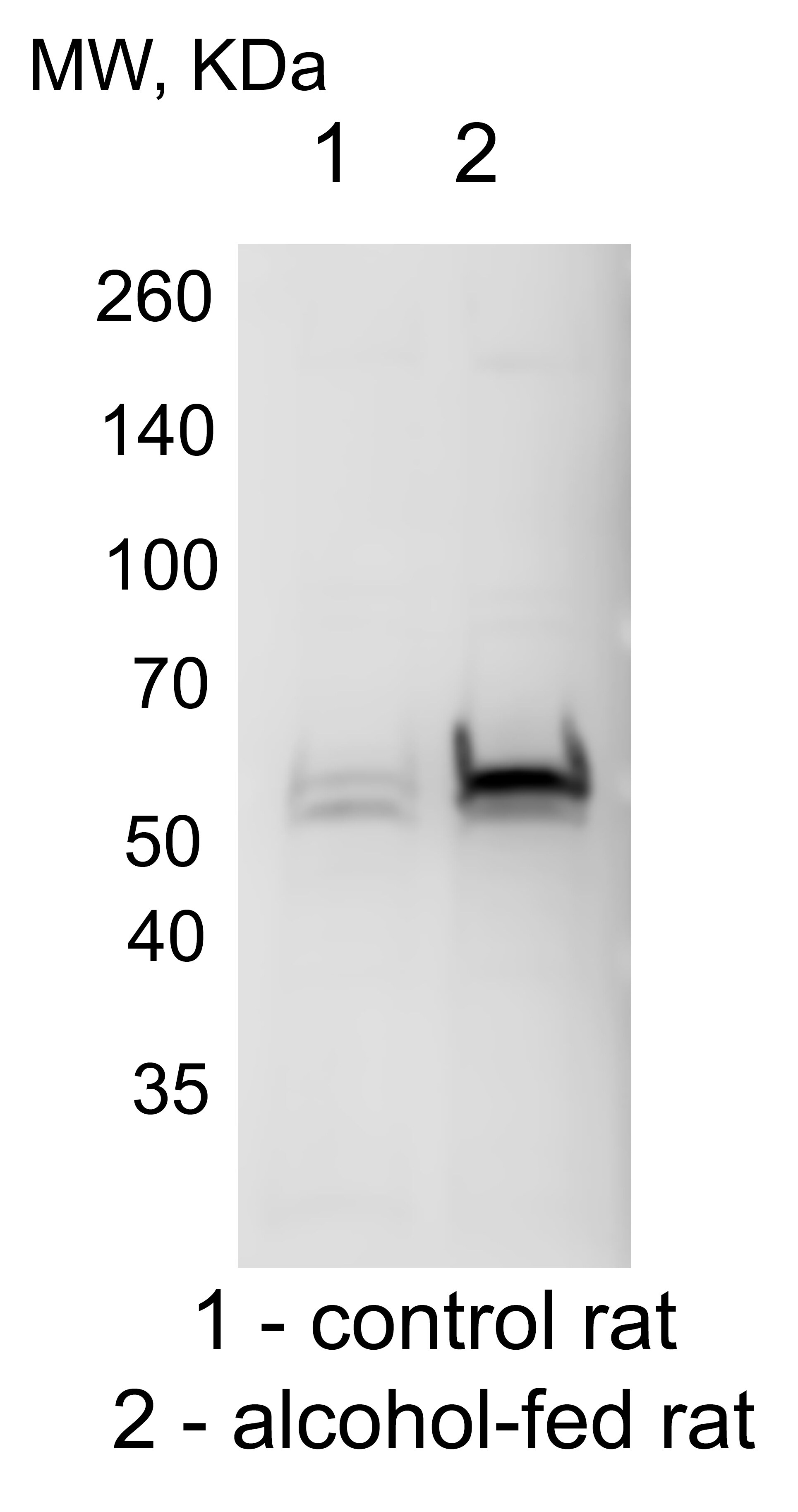 Cytochrome P450 2E1 Antibody - BSA Free NBP1-85367