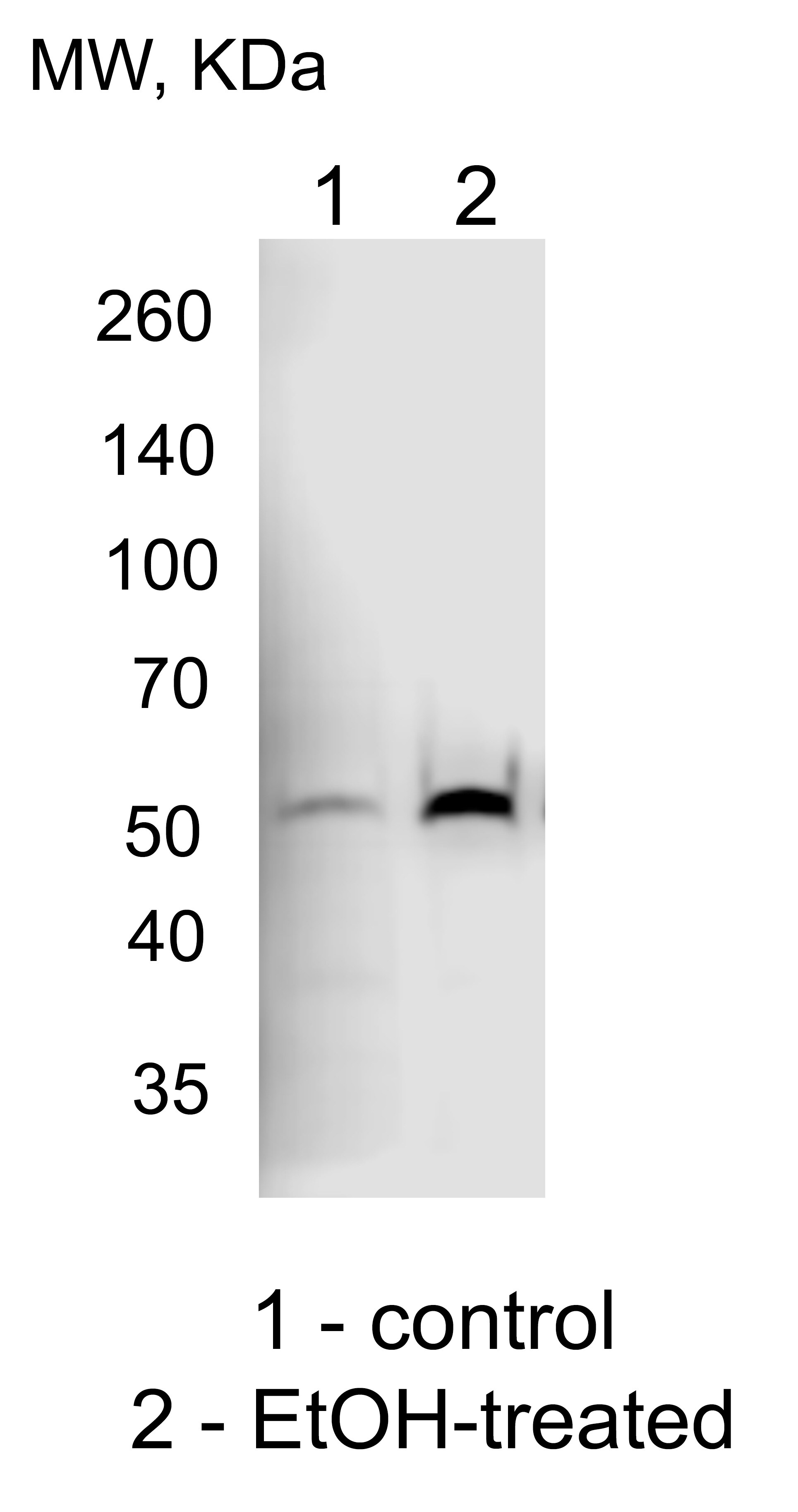 Cytochrome P450 2E1 Antibody - BSA Free NBP1-85367