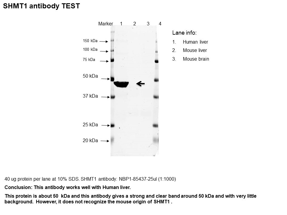 SHMT1 Antibody - BSA Free NBP1-85437