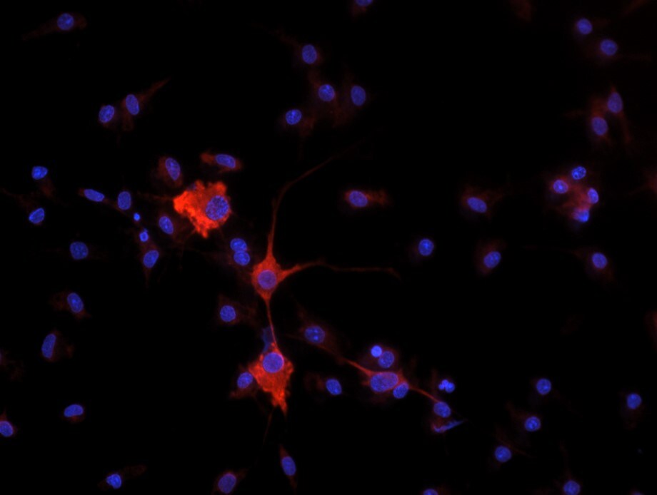 CRMP2 Antibody - BSA Free NBP1-85448