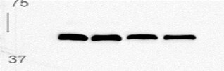 SEMA3D Antibody - BSA Free NBP1-85517