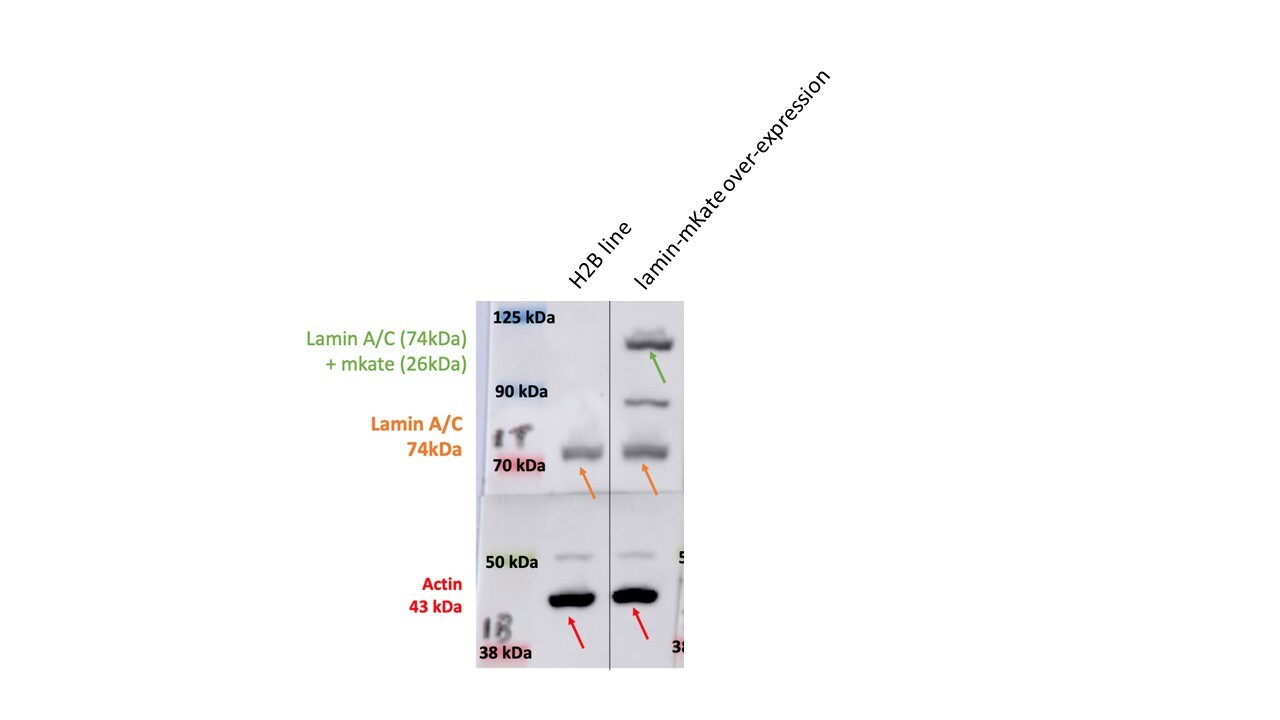 Lamin A + C Antibody - BSA Free NBP1-85550