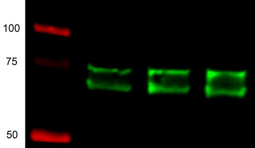 SOX9 Antibody - BSA Free NBP1-85551