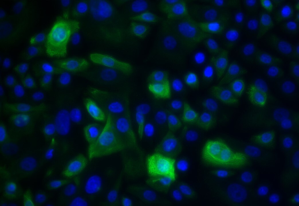 Cytokeratin 15 Antibody - BSA Free NBP1-85603