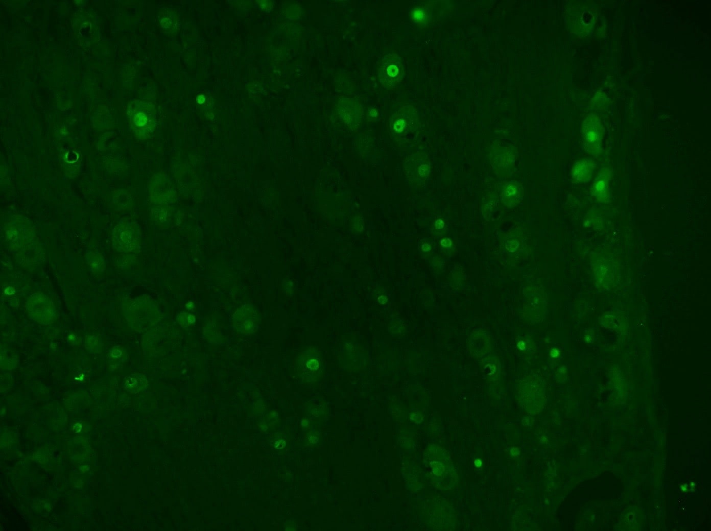 ATF3 Antibody - BSA Free NBP1-85816