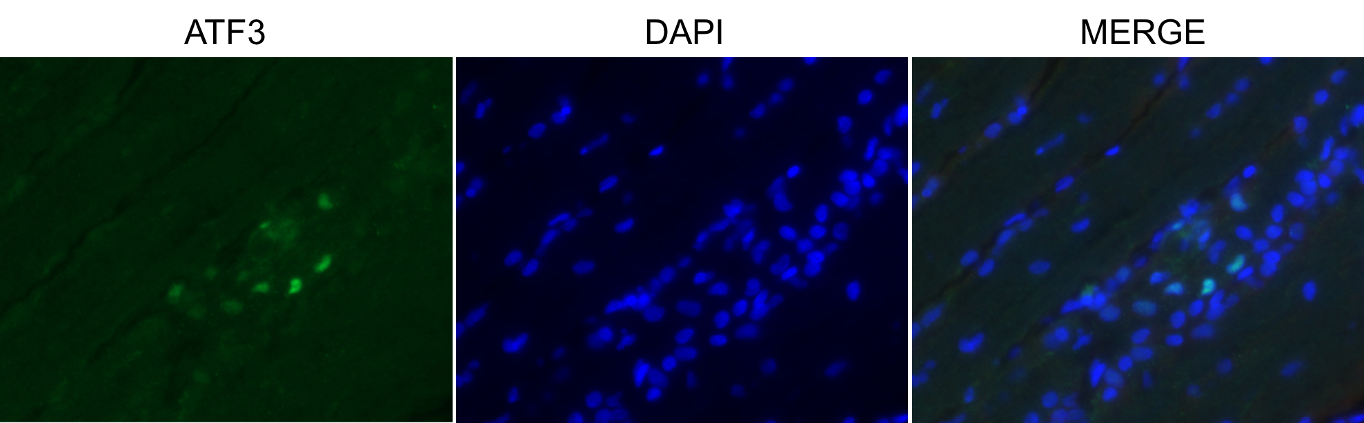 ATF3 Antibody - BSA Free NBP1-85816