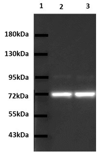 HspA6 Antibody - BSA Free NBP1-85949