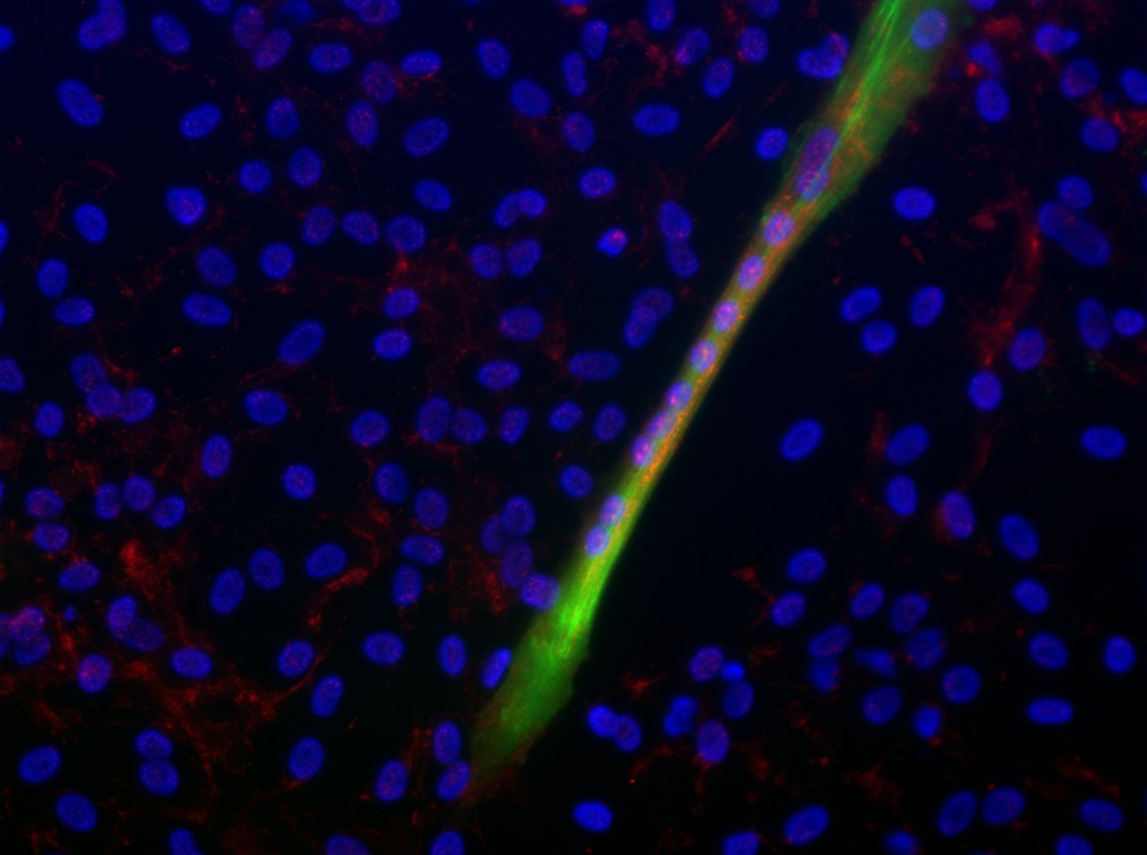 Integrin alpha 7 Antibody - BSA Free NBP1-86118