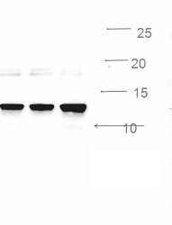 INSL5 Antibody - BSA Free NBP1-86343