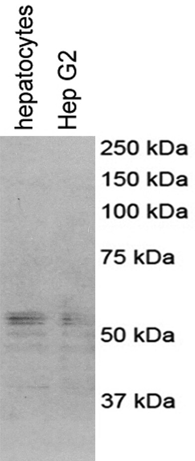 cGAS Antibody - BSA Free NBP1-86761