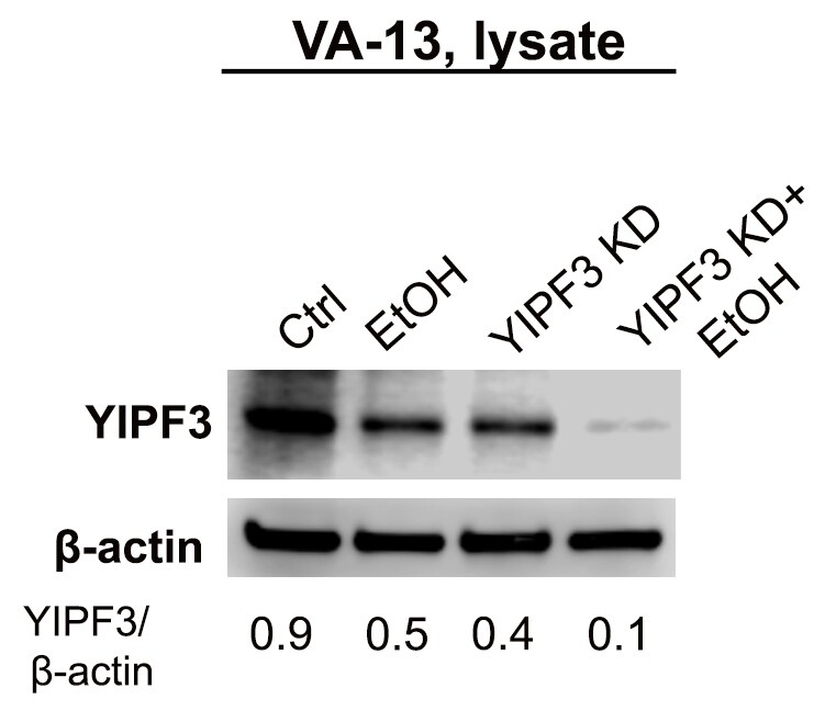 YIPF3 Antibody - BSA Free NBP1-86765