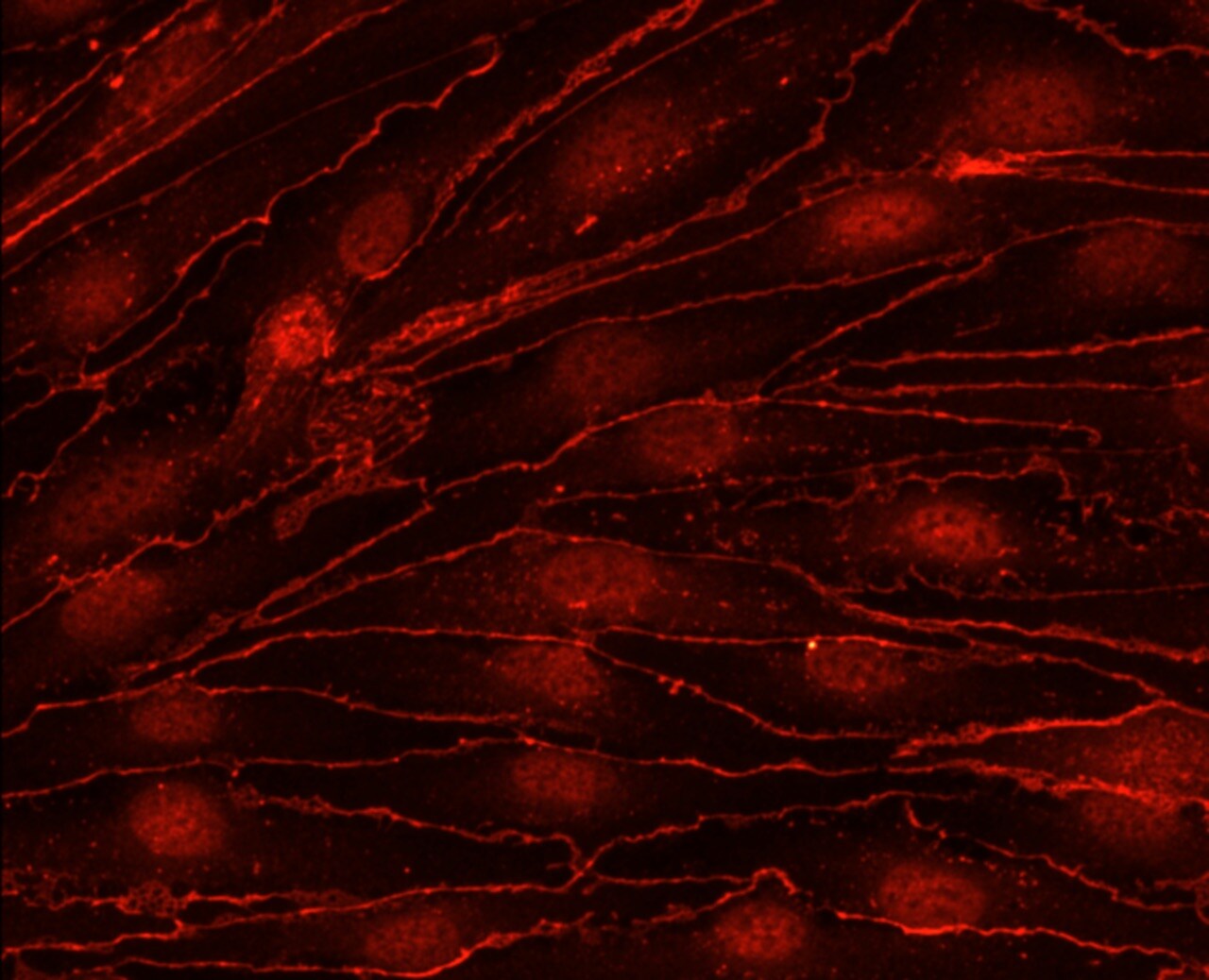 Tight Junction Protein 2 Antibody - BSA Free NBP1-86850