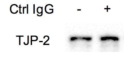 Tight Junction Protein 2 Antibody - BSA Free NBP1-86850