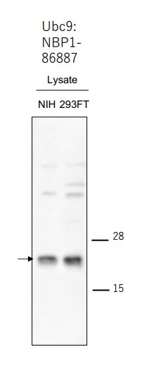 UBE2I/Ubc9 Antibody - BSA Free NBP1-86887
