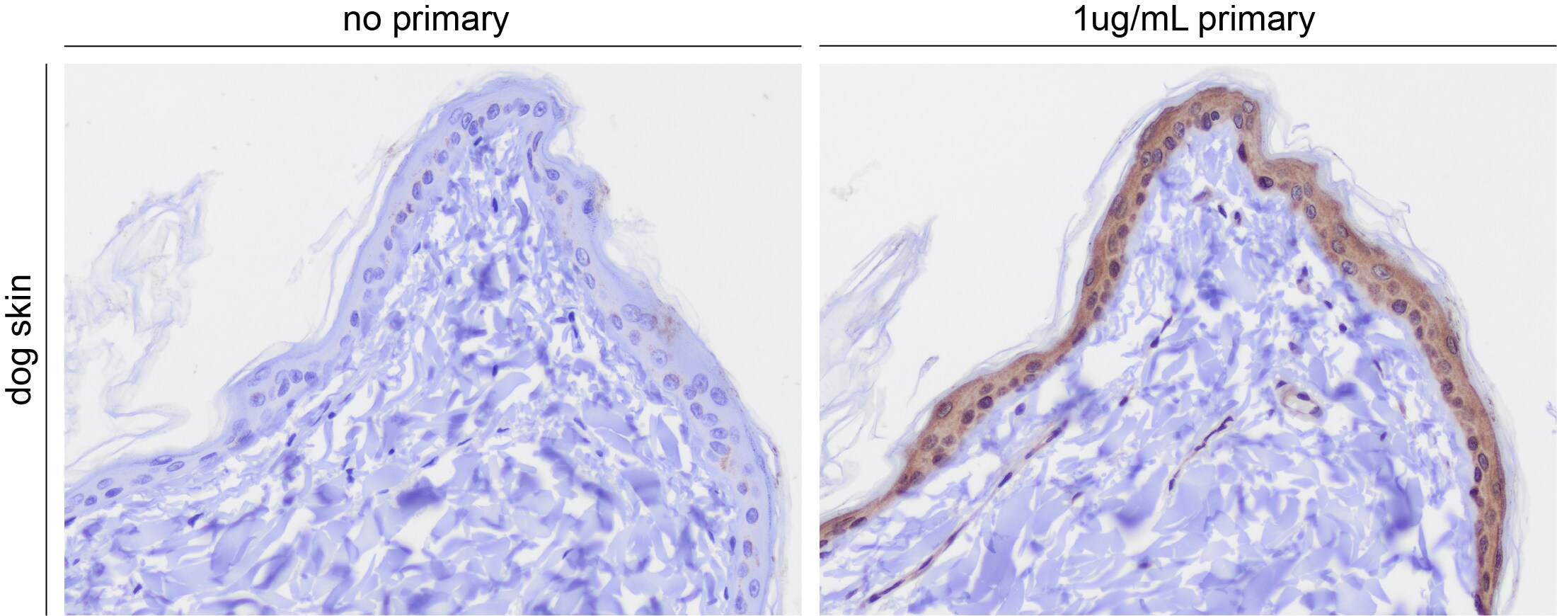 TRP2 Antibody - BSA Free NBP1-86892