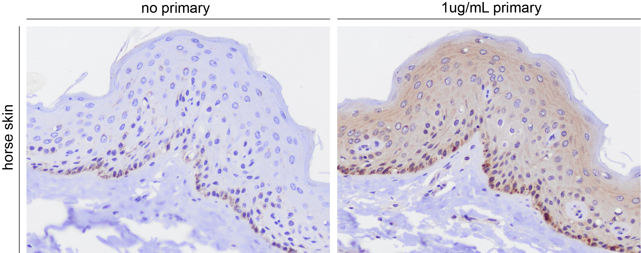TRP2 Antibody - BSA Free NBP1-86892