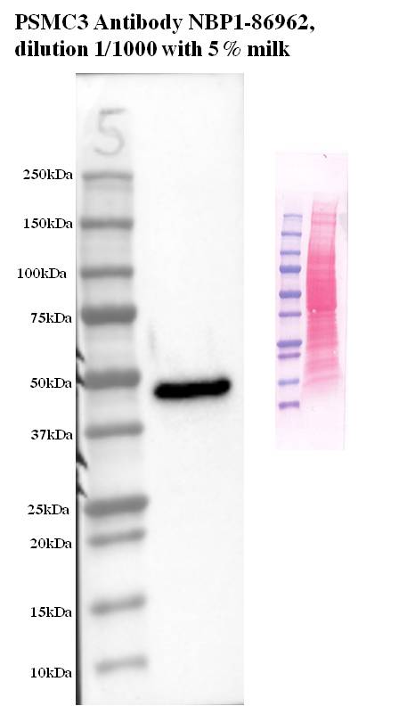 PSMC3 Antibody - BSA Free NBP1-86962
