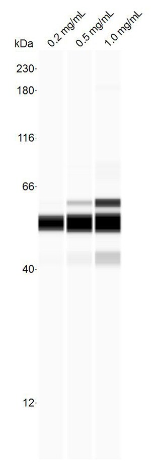 PSMC3 Antibody - BSA Free NBP1-86962