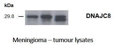 DNAJC8 Antibody - BSA Free NBP1-87015