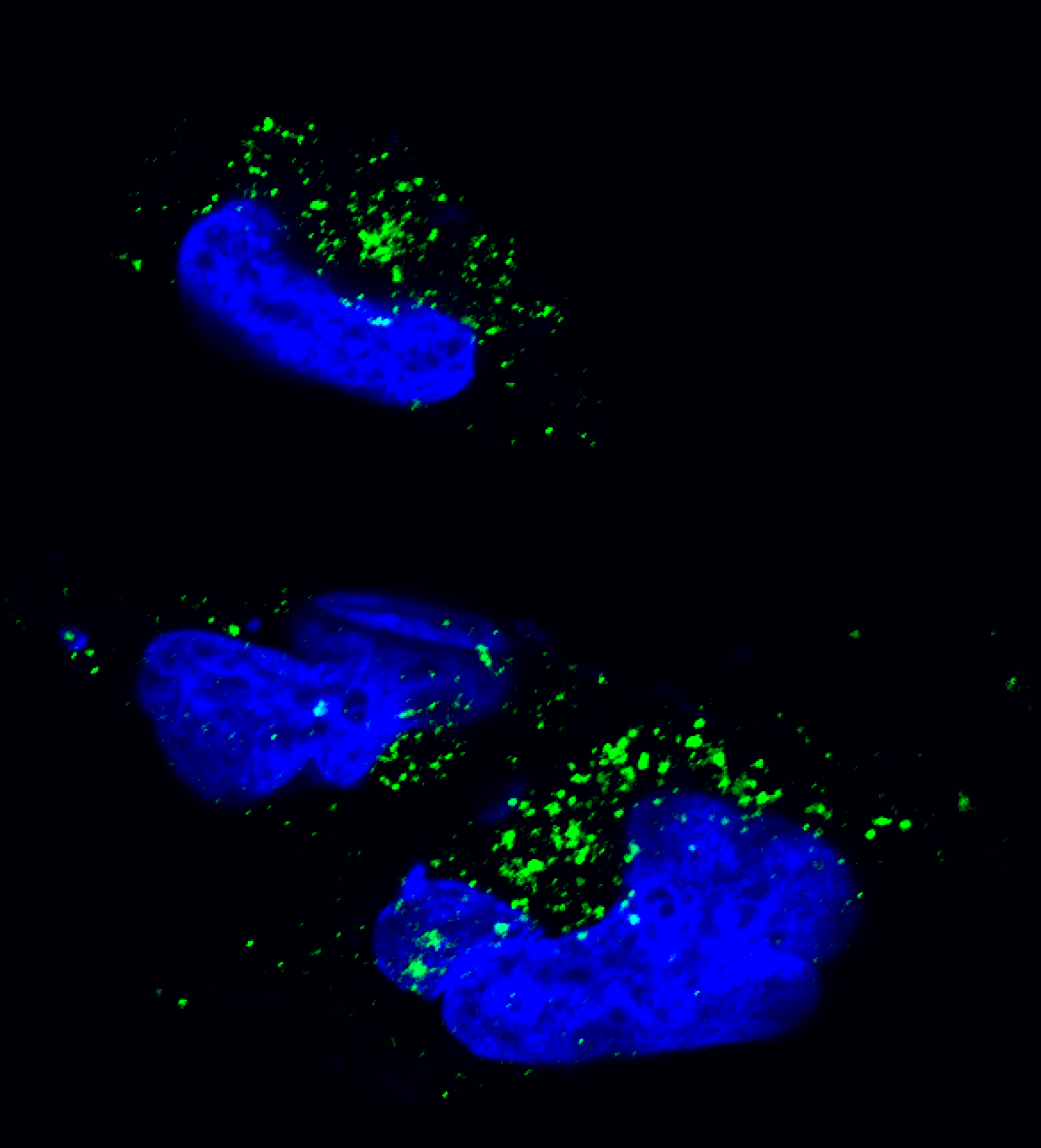 Rab7a Antibody - BSA Free NBP1-87174