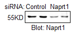 NAPRT1 Antibody - BSA Free NBP1-87244
