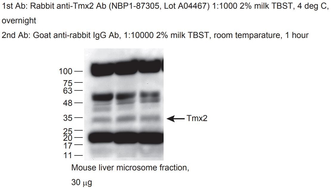 TMX2 Antibody - BSA Free NBP1-87305