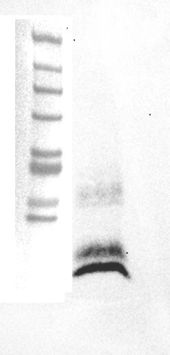 Adenylate Kinase 1 Antibody - BSA Free NBP1-87401