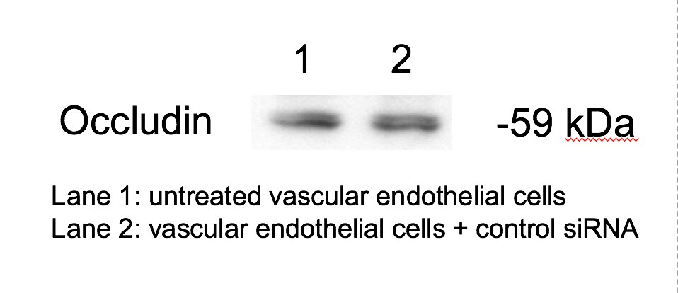 Occludin Antibody - BSA Free NBP1-87402
