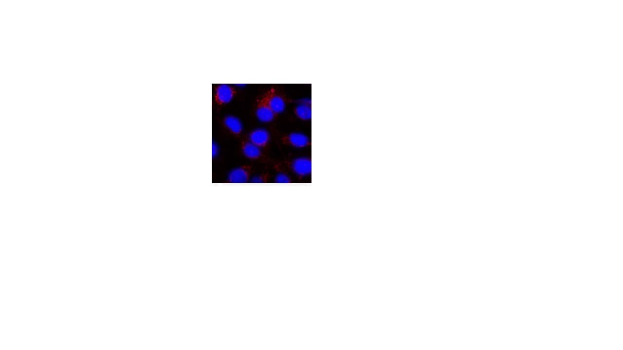 Occludin Antibody - BSA Free NBP1-87402