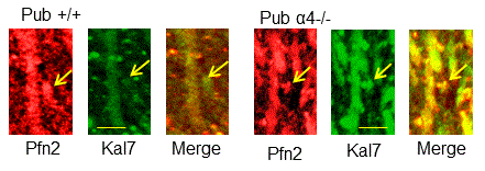Profilin 2 Antibody - BSA Free NBP1-87426