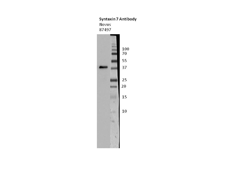 Syntaxin 7 Antibody - BSA Free NBP1-87497