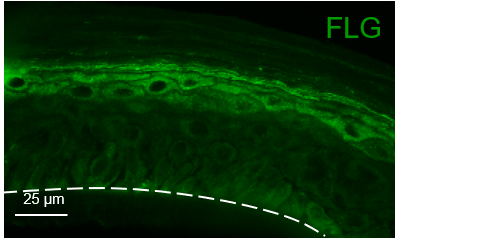 Filaggrin Antibody - BSA Free NBP1-87528