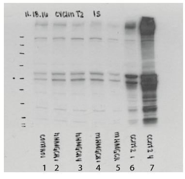 Cyclin T2 Antibody - BSA Free NBP1-87592