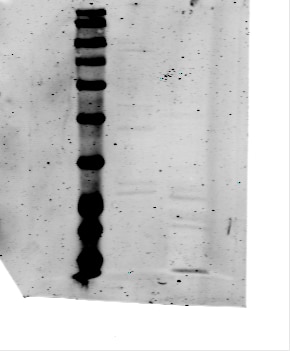 Aconitase 1 Antibody - BSA Free NBP1-87677