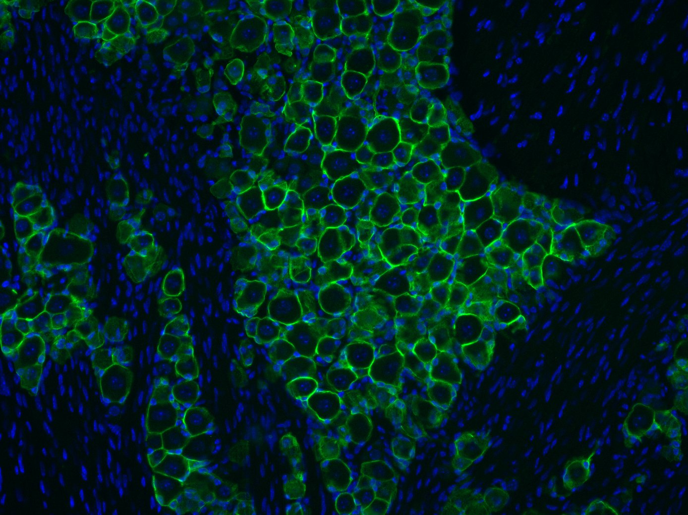 Aquaporin-4 Antibody - BSA Free NBP1-87679