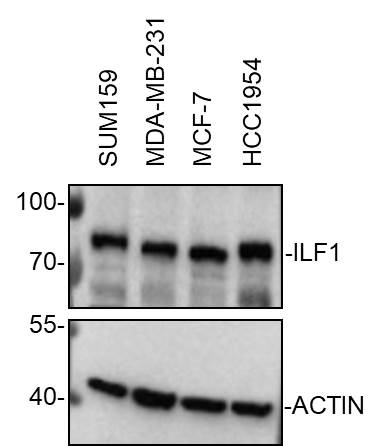ILF1 Antibody - BSA Free NBP1-87700